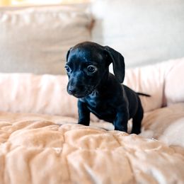 Dachshund and German Shepherd Puppies from Mountain Valley Kennel