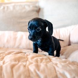 Dachshund and German Shepherd Puppies from Mountain Valley Kennel