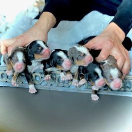 Bearded Retriever, Bernedoodle, and Poodle Puppies from Doodle Belle Puppy