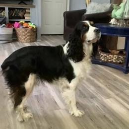 Jazzy - English Springer Spaniel