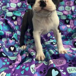 Cora - Black brindle and white female Boston Terrier puppy in Fillmore, Illinois from Wind Hill Puppies