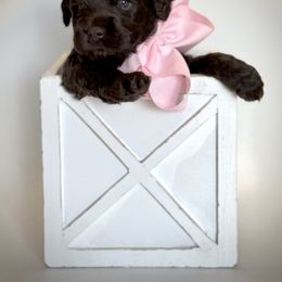 Pink Collar Girl - Chocolate female Australian Labradoodle puppy in Wake Forest, North Carolina from Lucky Country Labradoodles