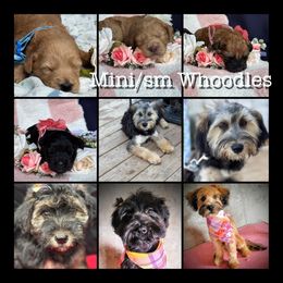 Whoodle puppies from Ruby Lane Doodles
