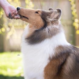 Collie and Shetland Sheepdog All Grown Up from Clarity