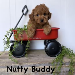 Bernedoodle, Cavapoo, Goldendoodle, and Poodle Puppies from Gypsi Doodles & Poodles
