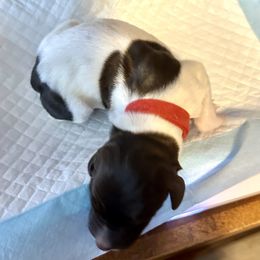 German Shorthaired Pointer Puppies from Mill Creek GSP