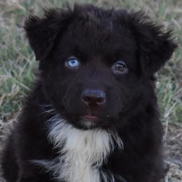Lea - Red tri-color female Australian Shepherd puppy in Nowata, Oklahoma from 4Feathers