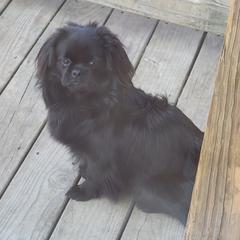 Cane Corso, French Bulldogs, Pugs, and Tibetan Spaniels from Coliseum de Cassiope