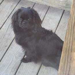 Cane Corso, French Bulldogs, Pugs, and Tibetan Spaniels from Coliseum de Cassiope