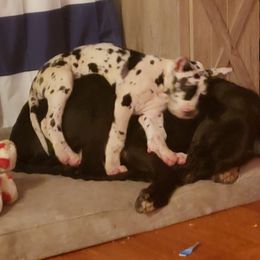 Great Dane Puppies from HCC Great Danes