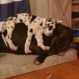 Great Dane Puppies from HCC Great Danes