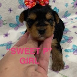 Sweet P - Black and tan female Yorkshire Terrier puppy in Forest, Virginia from Majestic Touch Kennels and Pet Services