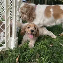 Tucker - Buff and white male Cocker Spaniel puppy in Cincinnati, Ohio from Sweet Peach Cocker Spaniels