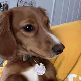 Ellie - Dachshund