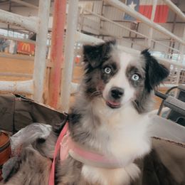Australian Shepherd Puppies from Smokin K Aussies