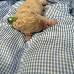 Dallas - Cream male Poodle puppy in Mobile, Alabama from Semmy’s Standard Poodle LLC