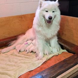 Samoyed Puppies from The Office Pups
