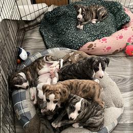 Dalmatian and Whippet Puppies from Hapi-Dal Dalmatians and Primetime Whippets