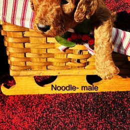 Boy 2 - Red  Goldendoodle puppy in New Bern, North Carolina from Oodles of Doodles