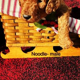Boy 2 - Red  Goldendoodle puppy in New Bern, North Carolina from Oodles of Doodles