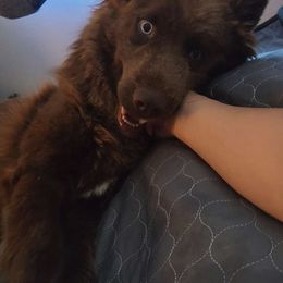 Ivy - Siberian Husky