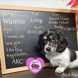 Candy - Piebald female Dachshund puppy in Hoquiam, Washington from Heyd's Mini Dachshunds