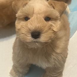 Renegade - Wheaten male Miniature Schnauzer puppy in Grayson, Kentucky from Seventh Heaven Schnauzers