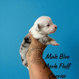 Rubble - Blue merle and white male American Corgi puppy in Hico, Texas from Chisholm Trail Kennels