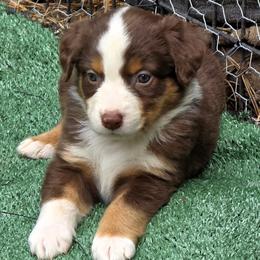 Penny - Red tri female Miniature Australian Shepherd puppy in Spirit Lake, Idaho from Gemstone Ridge Mini Aussies