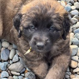 Violet - Reddish brown female Leonberger puppy in Maple Valley, Washington from Tir na nOg Leonbergers