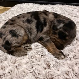Gandalf - Merle male Bernedoodle puppy in Monument, Colorado from Colorado Dreamin Doodles