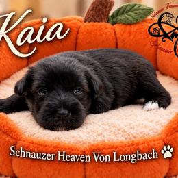 Kaia AKC - Black female Miniature Schnauzer puppy in Pelzer, South Carolina from Schnauzer Heaven Von Longbach