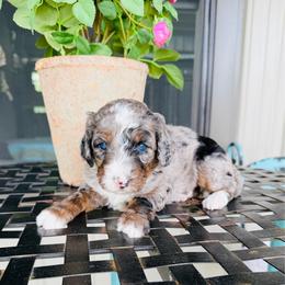 Ruth - Blue merle female Bernedoodle puppy in Bowling Green, Ohio from FDF Pyredoodles & Bernedoodles