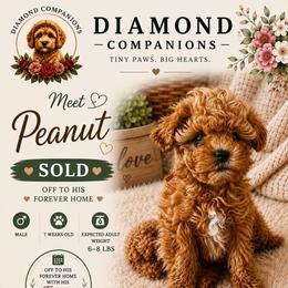 Peanut - Red male Cavapoo puppy in South Jordan, Utah from Diamond Companions