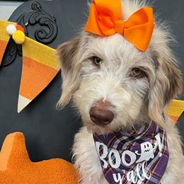 Kiki - Red Collar - Red merle Aussiedoodle puppy in Buffalo, Illinois from Pear Tree Poodles & Doodles