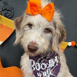 Kiki - Red Collar - Red merle Aussiedoodle puppy in Buffalo, Illinois from Pear Tree Poodles & Doodles