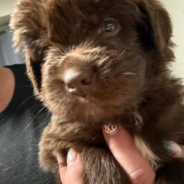 Lucky - Brown male Newfoundland puppy in Saukville, Wisconsin from Crossroads Canines ~ Newfoundland Dogs