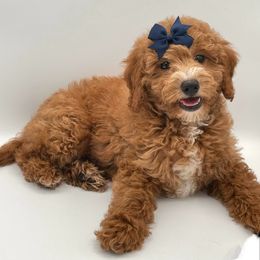 Copper - Red  male Goldendoodle puppy in Millersburg, Ohio from Ohio Puppy Paws