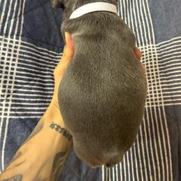 Nacho - Blue male French Bulldog puppy in Topeka, Kansas from Midwest Monster Made Bulldogs