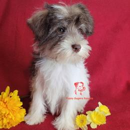 Cammie - Parti female Miniature Schnauzer puppy in Fairhope, Alabama from Puppy Sugars Kennels