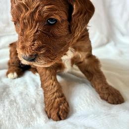 Pooh - Red and white male Cockapoo puppy in Adrian, Oregon from ApplebyFarm