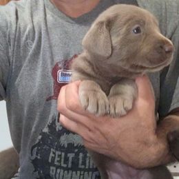 Labrador Retriever Puppies from DLime Ranch Silver Labs