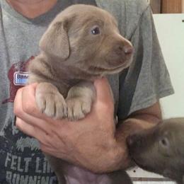 Labrador Retriever Puppies from DLime Ranch Silver Labs