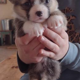 Cardigan Welsh Corgi, Miniature Australian Shepherd, and Pembroke Welsh Corgi Puppies from Rancho Sandoval Corgis and Mini Aussies