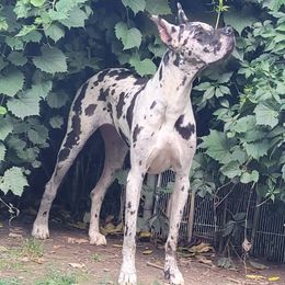 Ivy - Great Dane