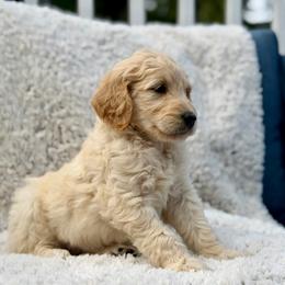 Kiki - Apricot female Goldendoodle puppy in Rainier, Oregon from Beaver Springs Puppies