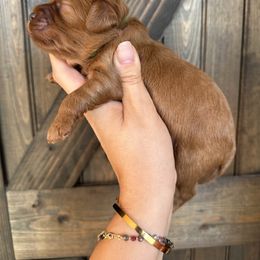 Moss - Red male Cavapoo puppy in Spring Hill, Florida from Parisian Puppies