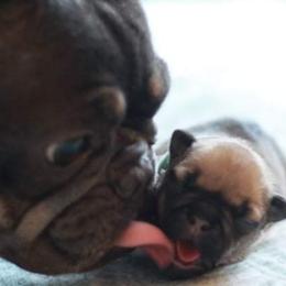 French Bulldogs from Familia French Bulldogs