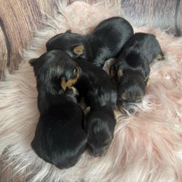 Tyson - Blue and gold male Yorkshire Terrier puppy in Tulsa, Oklahoma from Conns Cuddly Canines