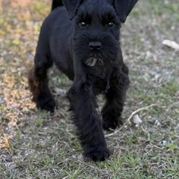 Brock's Miniature Schnauzer - Black male Miniature Schnauzer puppy in Greensburg, Louisiana from Brock’s  Miniature Schnauzers